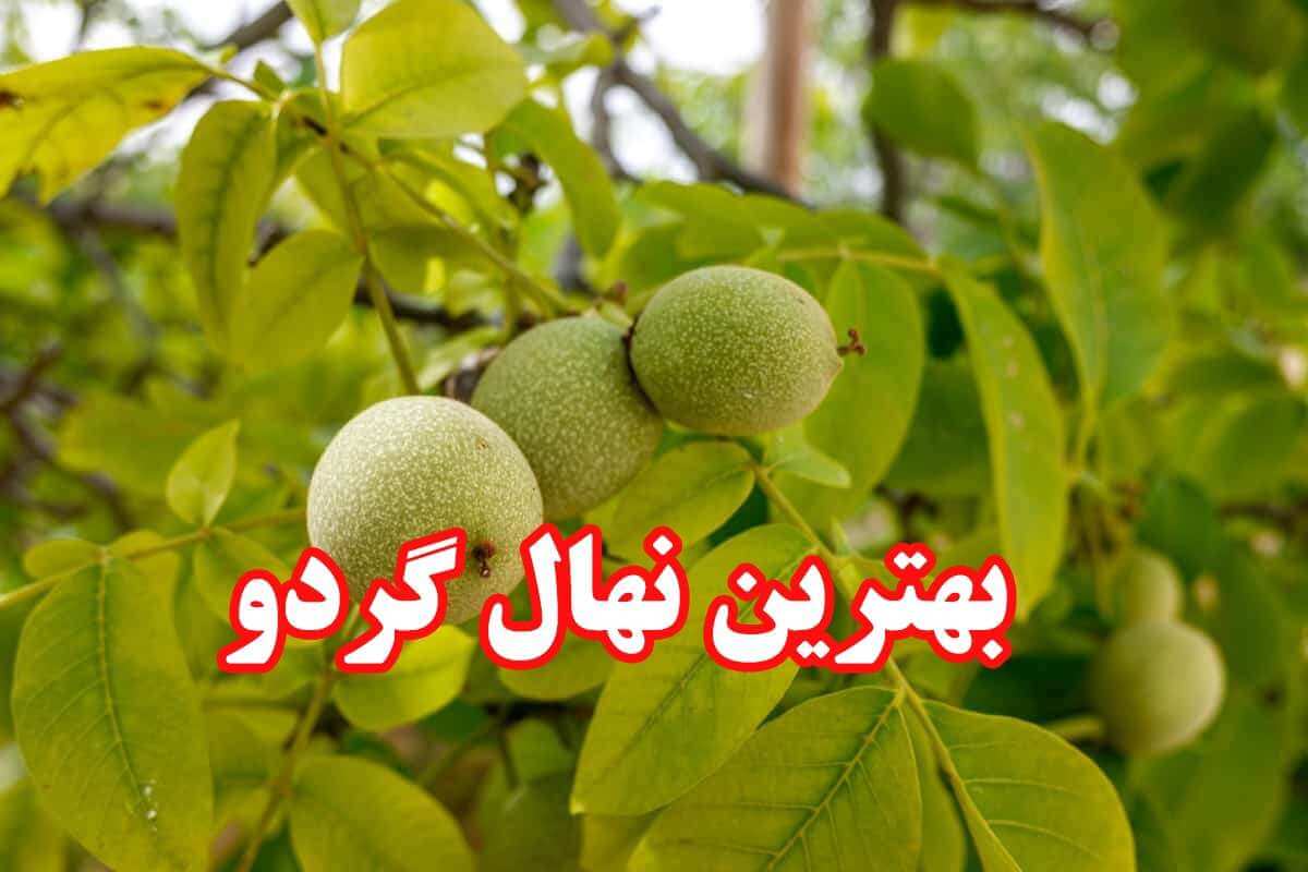 بهترین نهال گردو